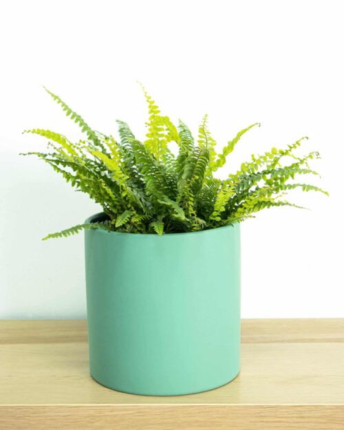 Boston Fern Boston Fern