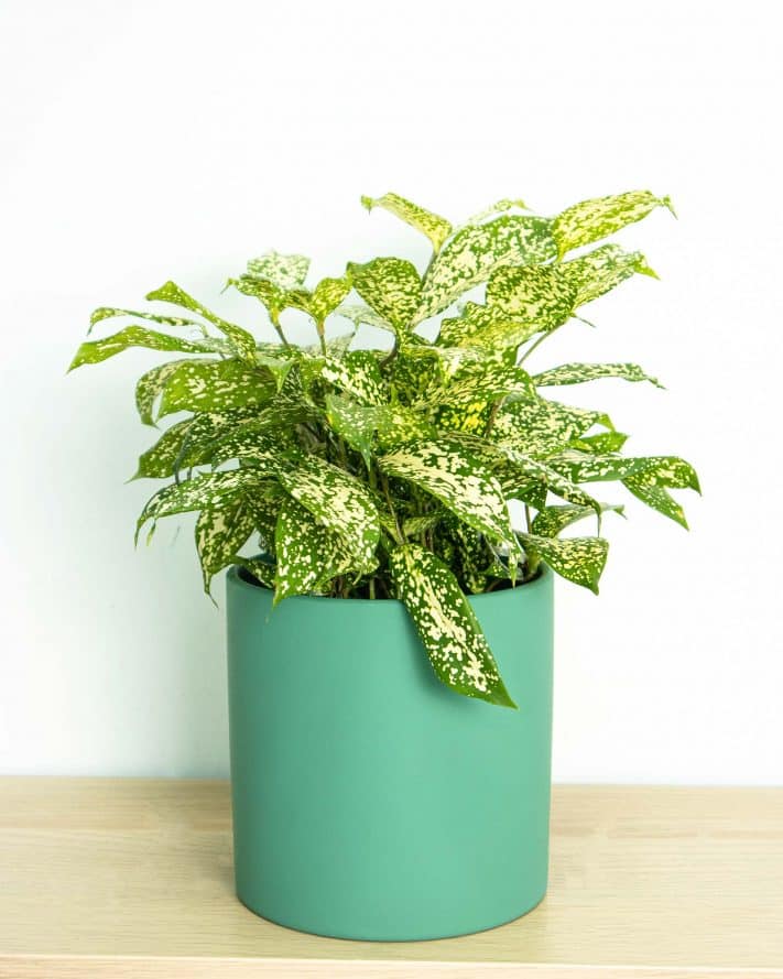 Japanese Bamboo Flower Delivery Singapore Flowers and Kisses