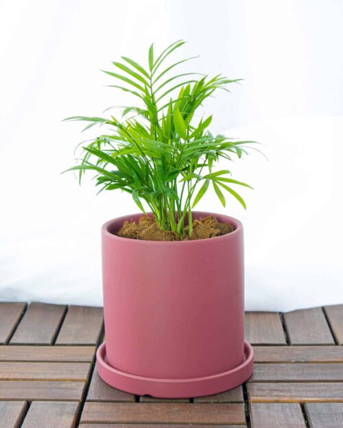 House Plants Singapore Alternative view of Parlour Palm