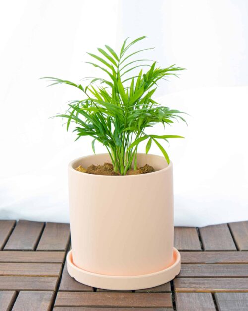 Parlour Palm Parlour Palm