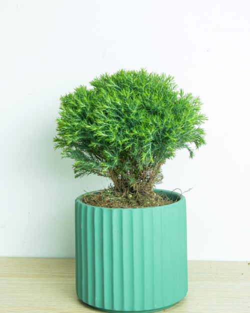 Round Pine Round Pine