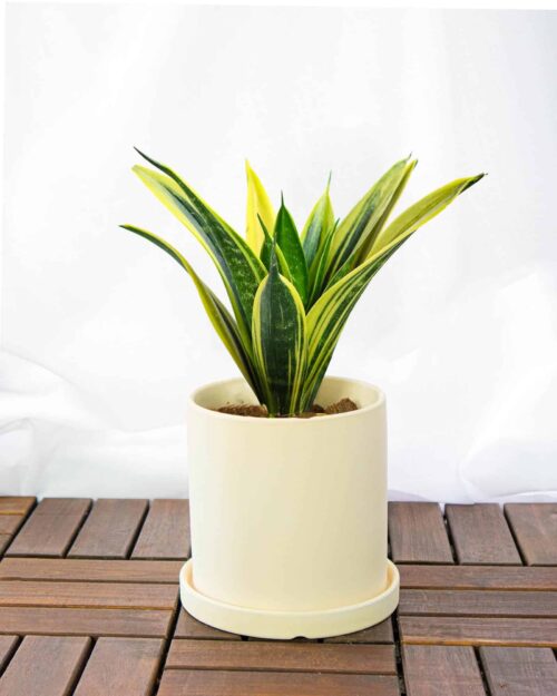Snake Plant Snake Plant
