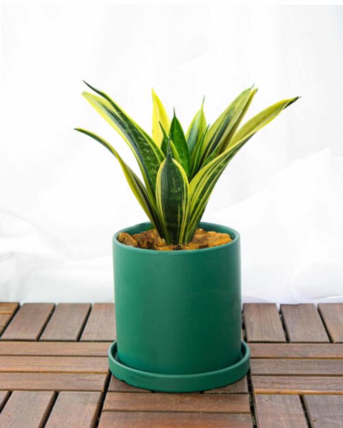 Snake Plant Snake Plant