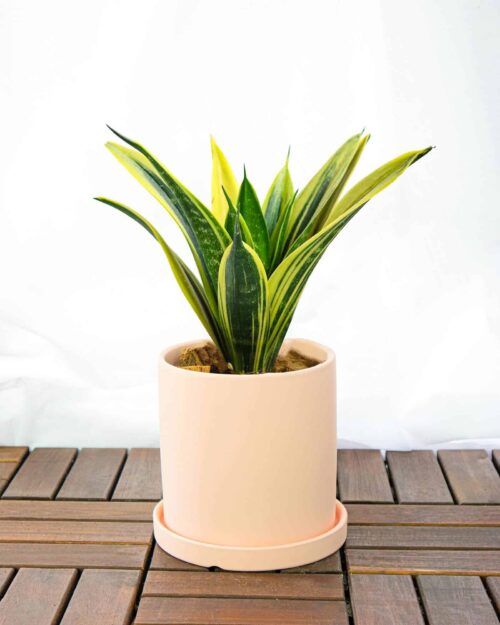 Snake Plant Snake Plant