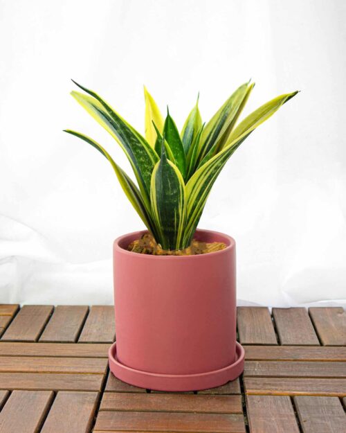 Alternative view of Snake Plant