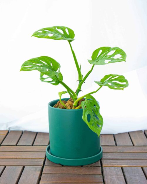 Swiss Cheese Plant Swiss Cheese Plant