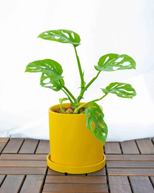 Swiss Cheese Plant Swiss Cheese Plant