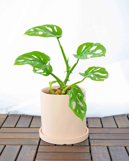 Alternative view of Swiss Cheese Plant