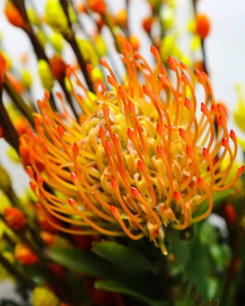 Auspicious Blooms Auspicious Blooms