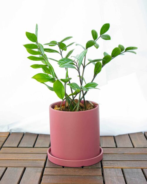 ZZ Plant ZZ Plant