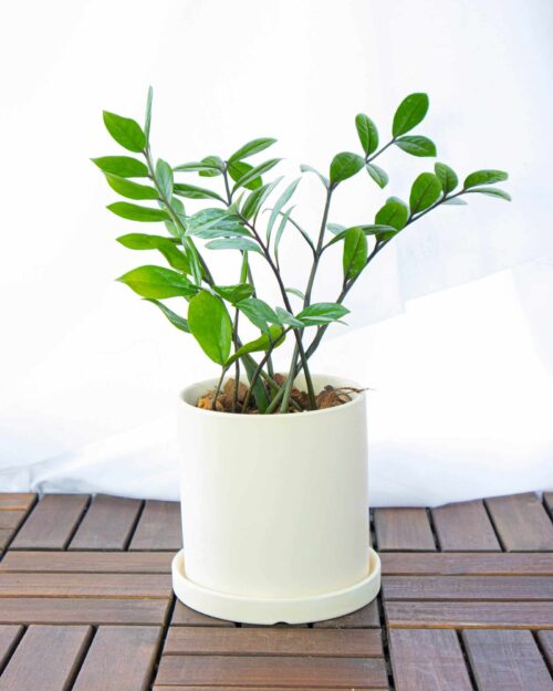 ZZ Plant ZZ Plant