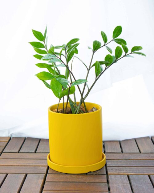 ZZ Plant ZZ Plant
