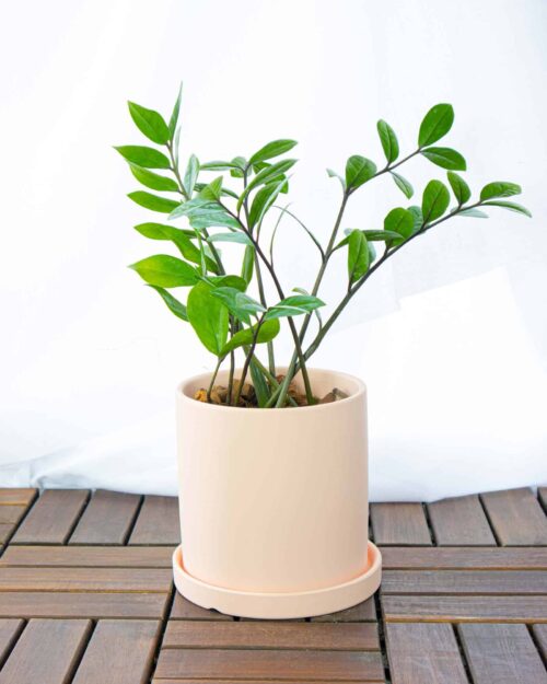 House Plants Singapore Alternative view of ZZ Plant