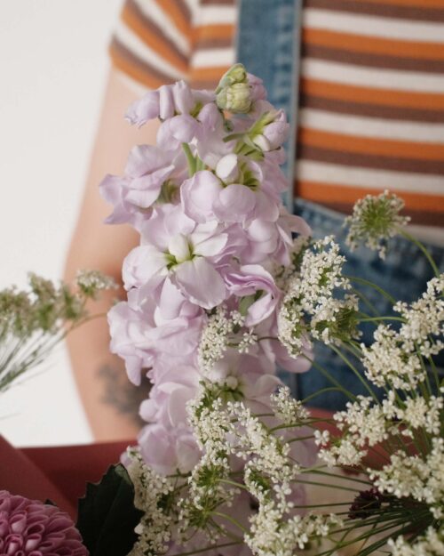 Taro Milk matthiola
