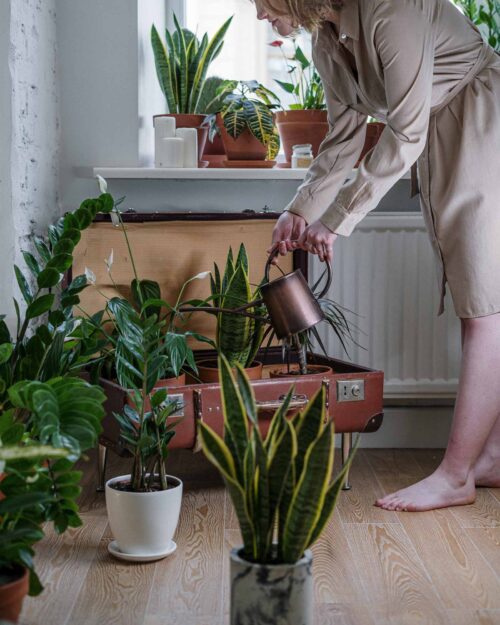 House Plants Singapore Easy-Care Plants