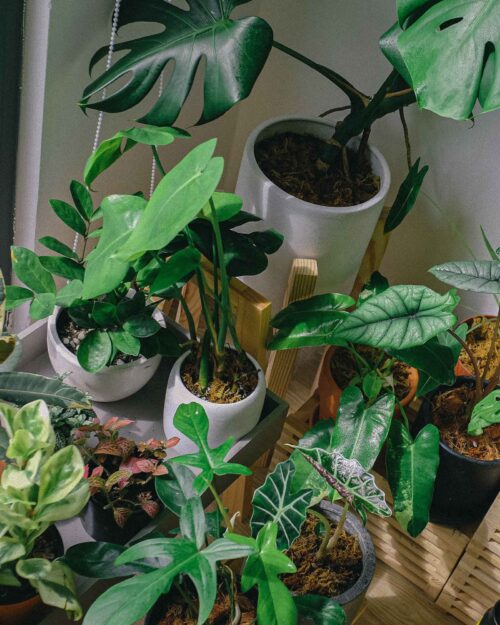 House Plants Singapore Low-Light Plants
