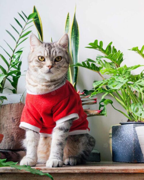 House Plants Singapore Pet-Friendly Plants
