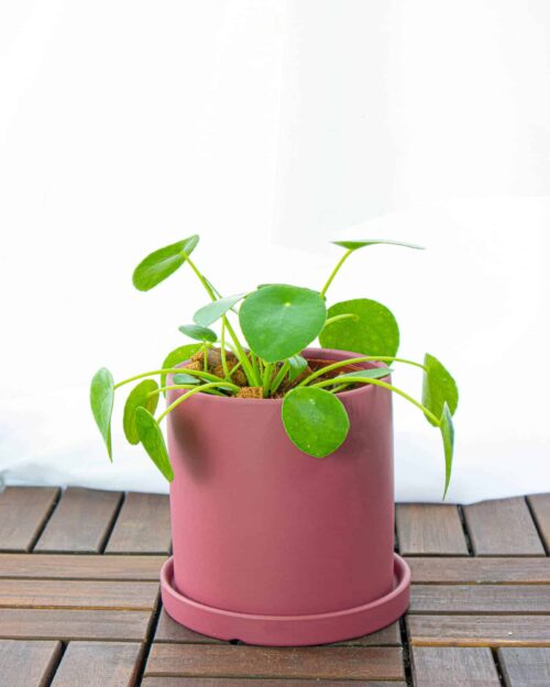 House Plants Singapore Alternative view of Pilea Peperomioides