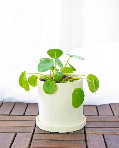 Pilea Peperomioides Pilea Peperomioides