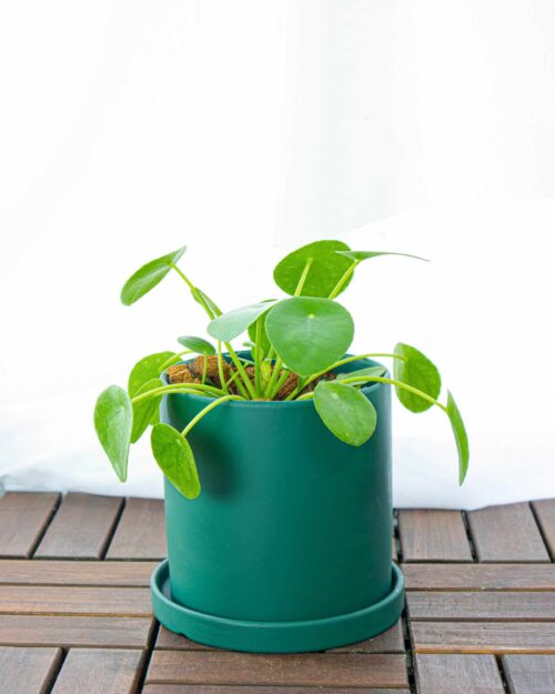 Pilea Peperomioides Pilea Peperomioides
