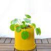 Pilea Peperomioides Pilea Peperomioides