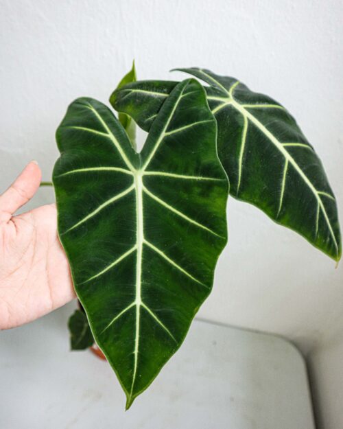Alocasia Frydek (Green-Velvet) Alocasia Frydek (Green-Velvet)