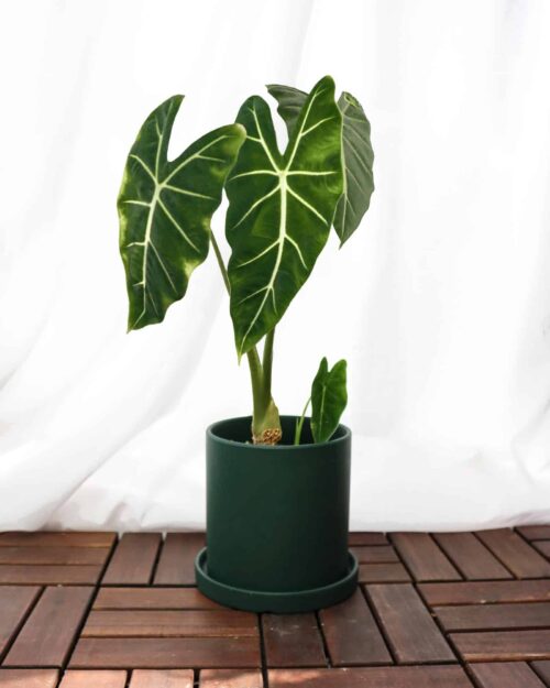 Alocasia Frydek (Green-Velvet) Alocasia Frydek (Green-Velvet)