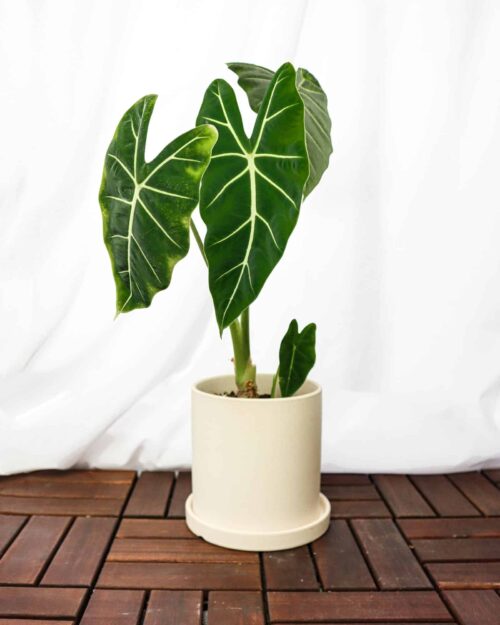 Alternative view of Alocasia Frydek (Green-Velvet)