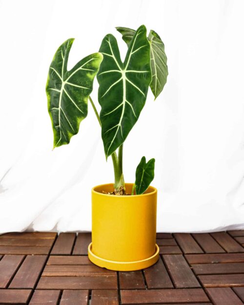 Alocasia Frydek (Green-Velvet) Alocasia Frydek (Green-Velvet)