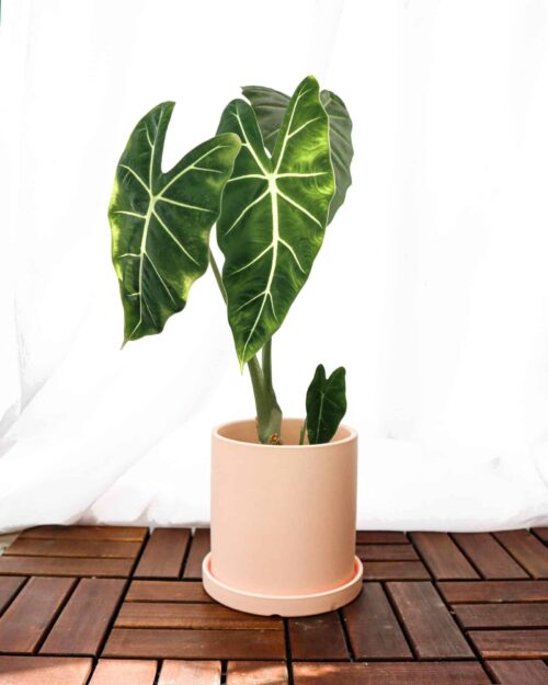Alocasia Frydek (Green-Velvet) Alocasia Frydek (Green-Velvet)