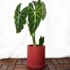 Alocasia Frydek (Green-Velvet) Alocasia Frydek (Green-Velvet)