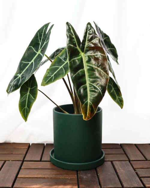 Alocasia Watsoniana