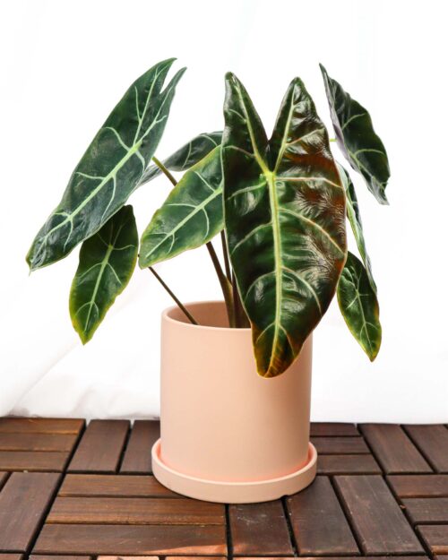 Alocasia Watsoniana
