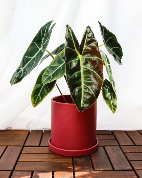 Alocasia Watsoniana