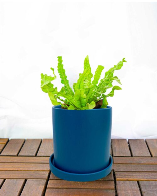 Bird's Nest Fern Bird's Nest Fern