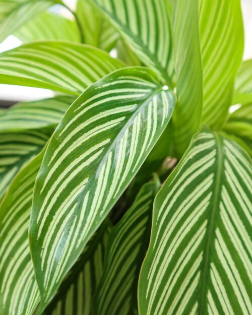 Alternative view of Calathea Vittata
