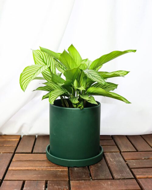 Calathea Vittata