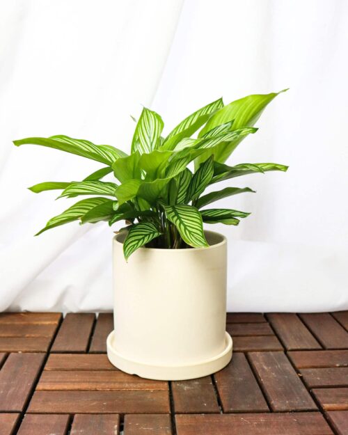 Calathea Vittata