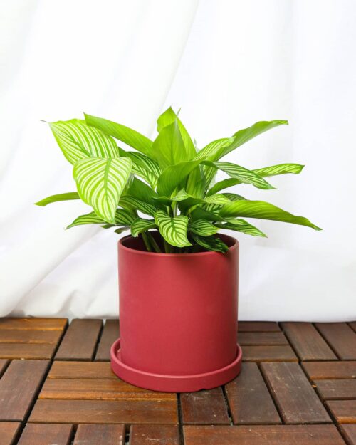 Calathea Vittata