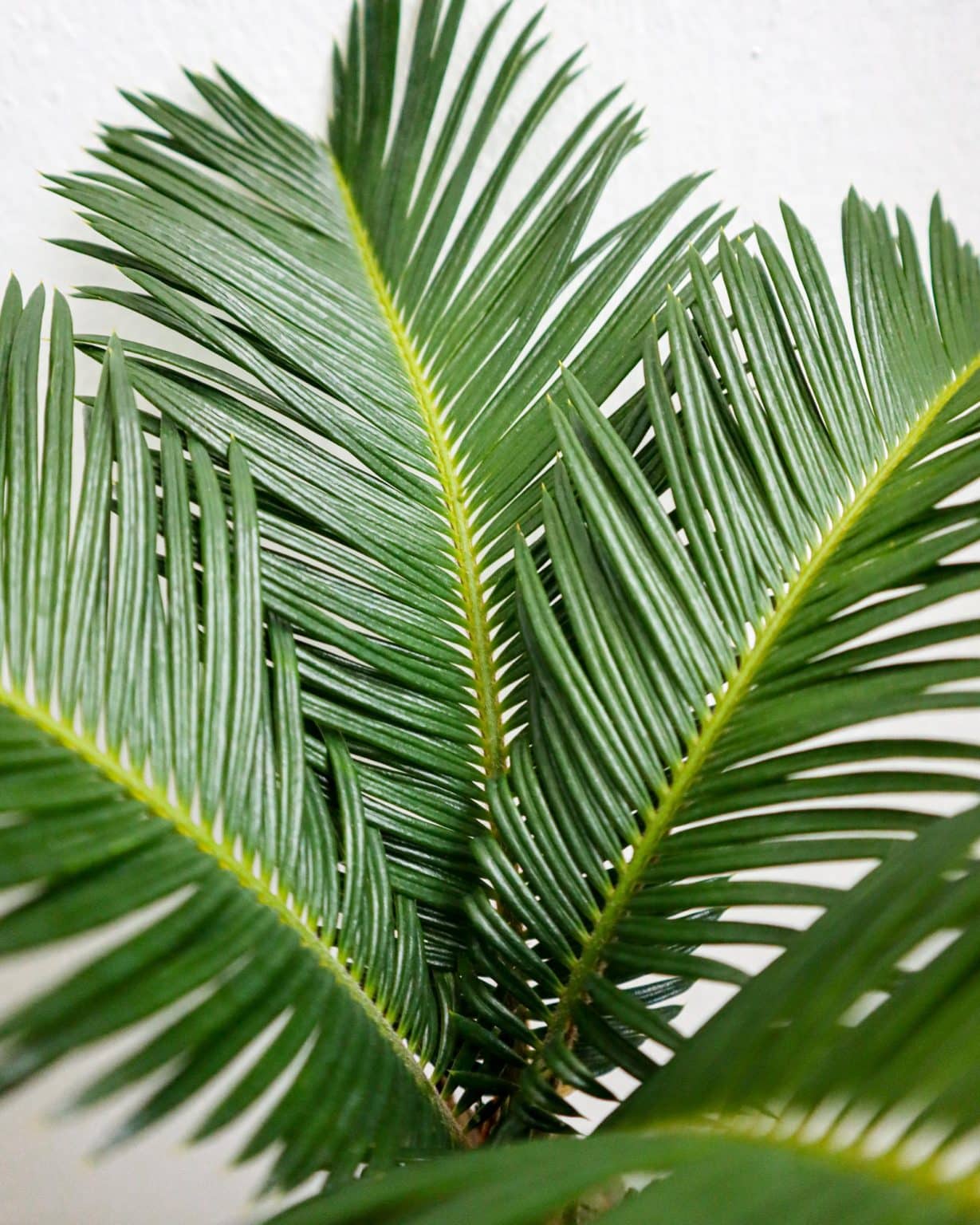 Two Cycas Revoluta - Sago Palm | Home or Office Plant (80-90cm Incl. Pot)