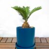 Cycas Revoluta (Sago palm)