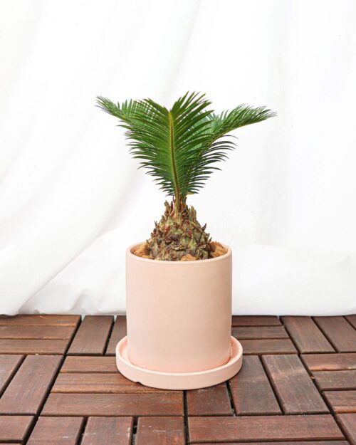 Cycas Revoluta (Sago palm) Cycas Revoluta (Sago palm)