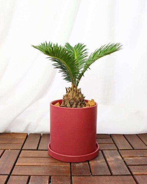 Cycas Revoluta (Sago palm) Cycas Revoluta (Sago palm)