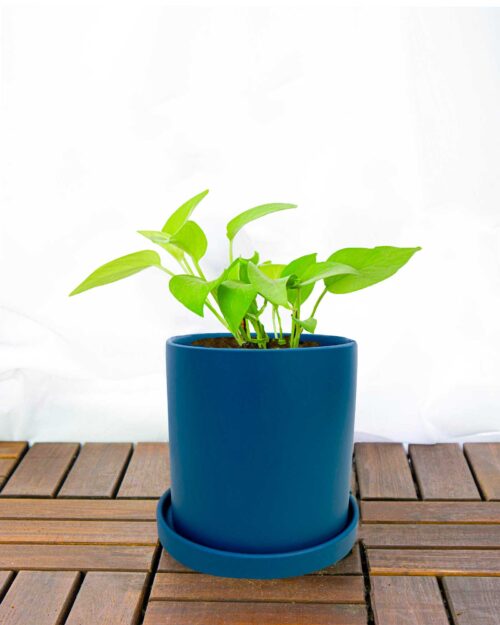 House Plants Singapore Alternative view of Money Plant