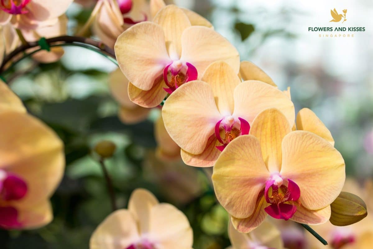 4 Different types of flowers and their meanings Orchids bouquet in Singapore