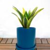 Snake Plant Snake Plant