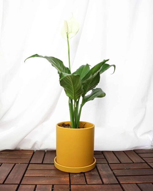 Spathiphyllum (Peace Lily)