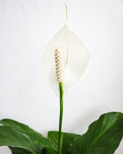 Spathiphyllum (Peace Lily)