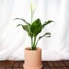 Spathiphyllum (Peace Lily) Spathiphyllum (Peace Lily)