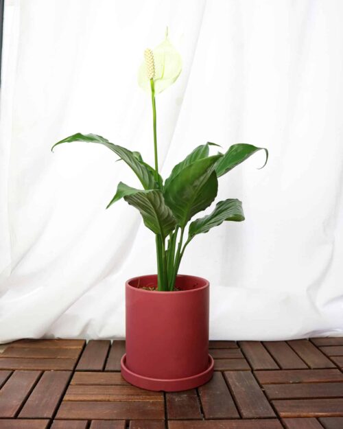 Alternative view of Spathiphyllum (Peace Lily)